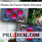 African Black Ant Pills 15